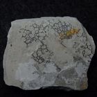Spurenfossil aus der Kreidezeit - Paleodictyon