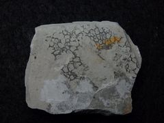 Spurenfossil aus der Kreidezeit - Paleodictyon