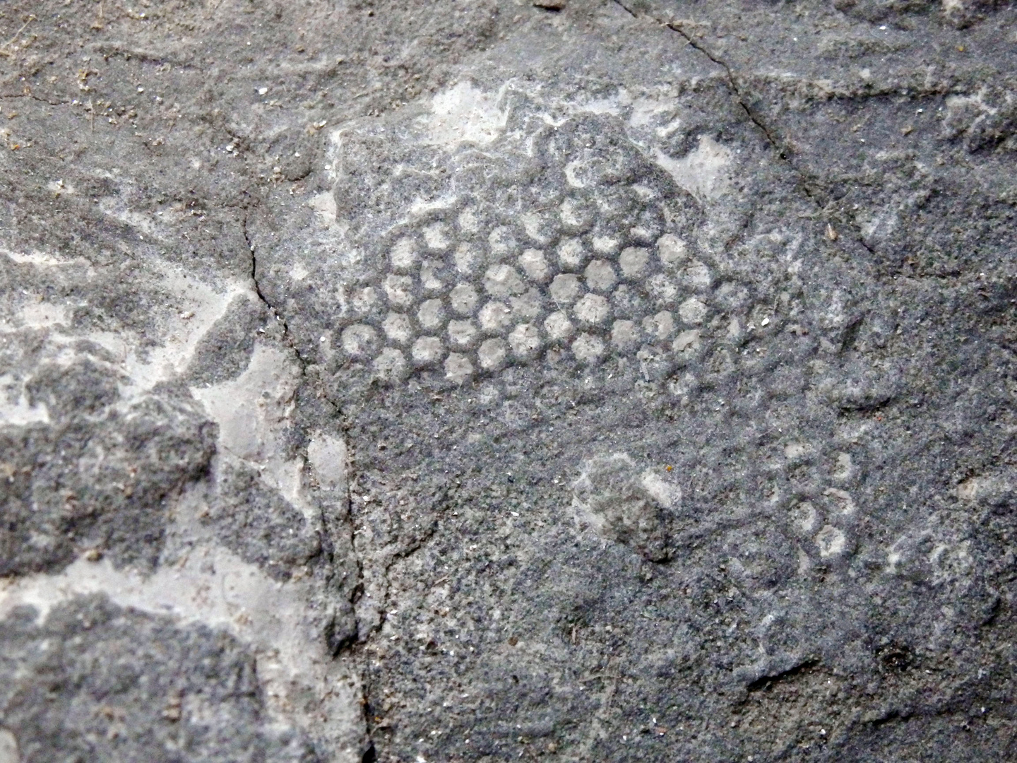 Spurenfossil aus der Kreidezeit - Paleodictyon latum