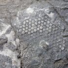 Spurenfossil aus der Kreidezeit - Paleodictyon latum