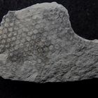 Spurenfossil aus der Kreidezeit - Paleodictyon minutum