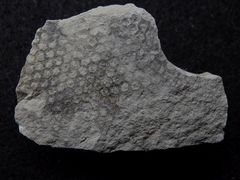 Spurenfossil aus der Kreidezeit - Paleodictyon minutum