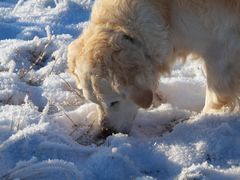 Spurensuche im Schnee