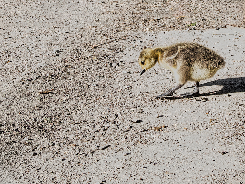 Spurensuche (Tierkinder)