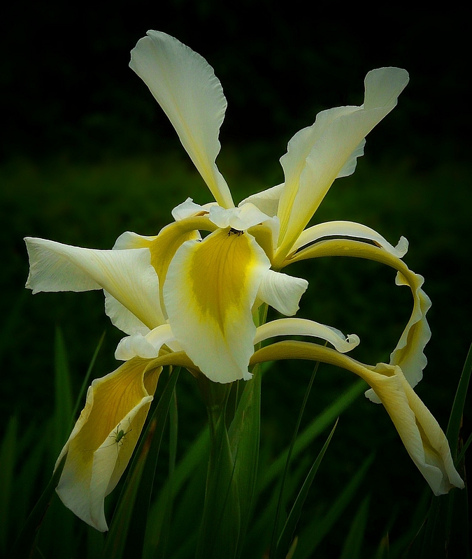 Spuria Beardless Iris