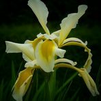 Spuria Beardless Iris