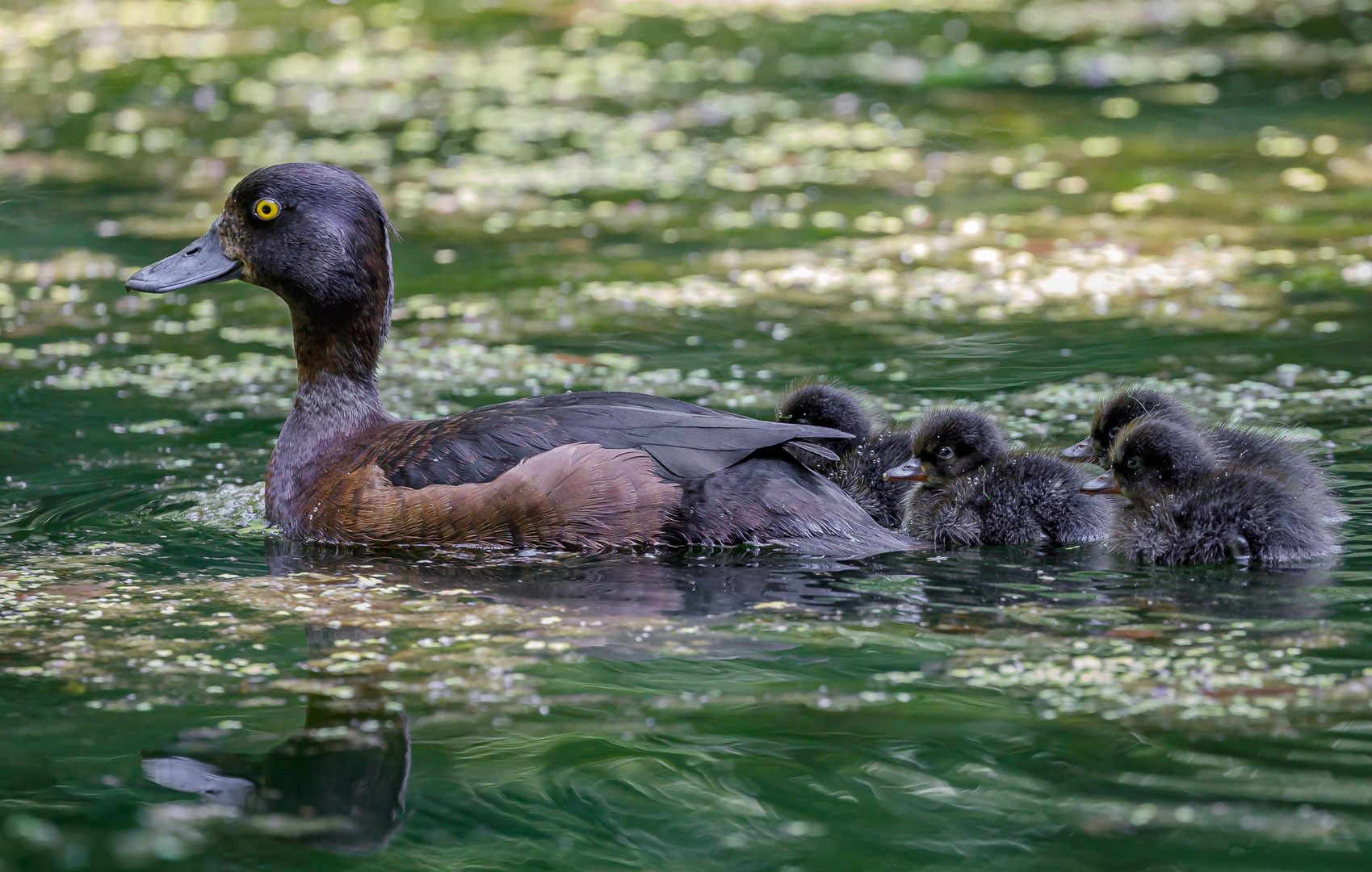 Spurlos verschwunden Foto & Bild tiere, wildlife, wild lebende vögel