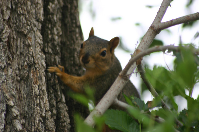 Spy Squirel