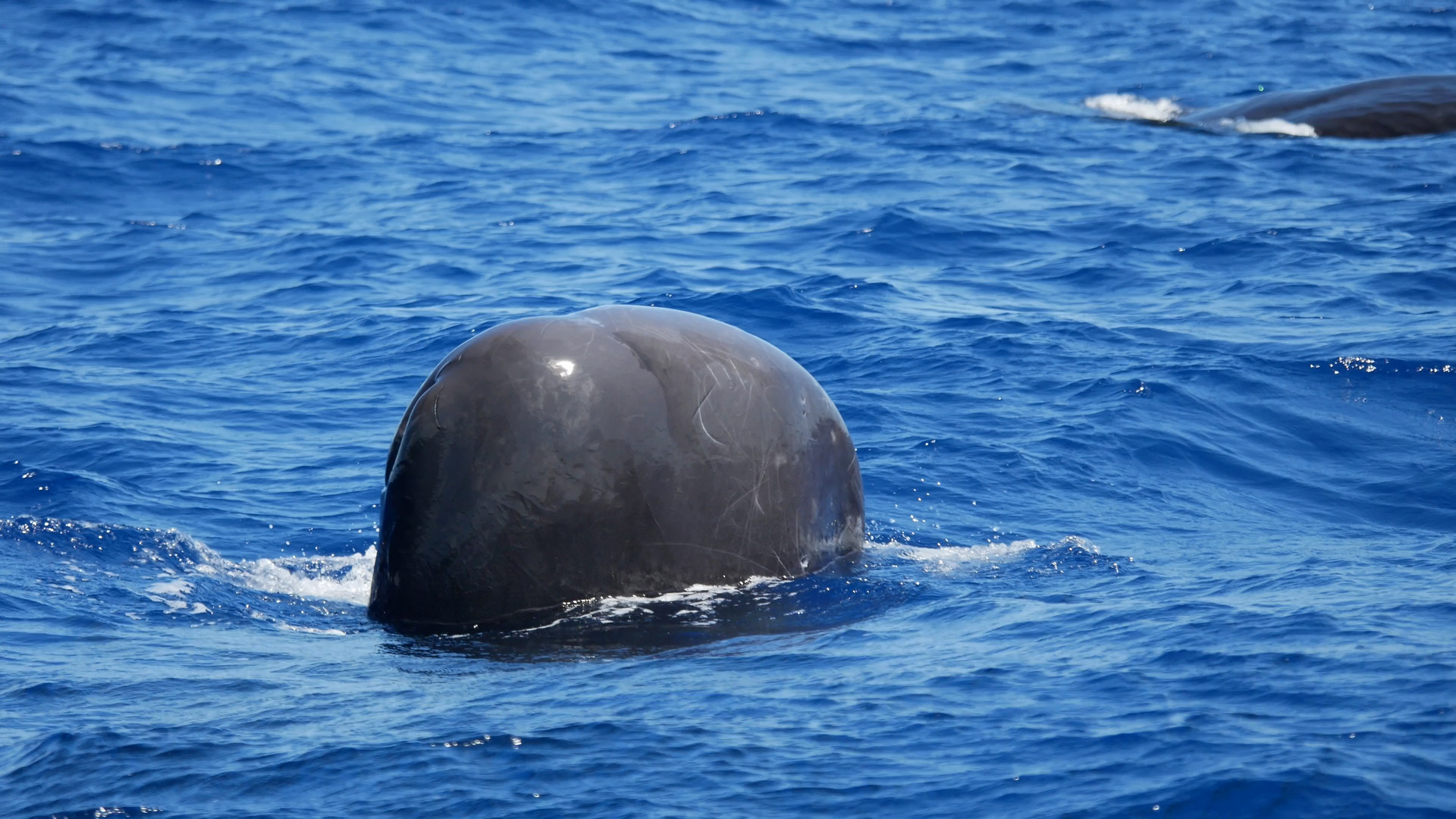 Spyhopping Sperm Whale