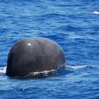 Spyhopping Sperm Whale