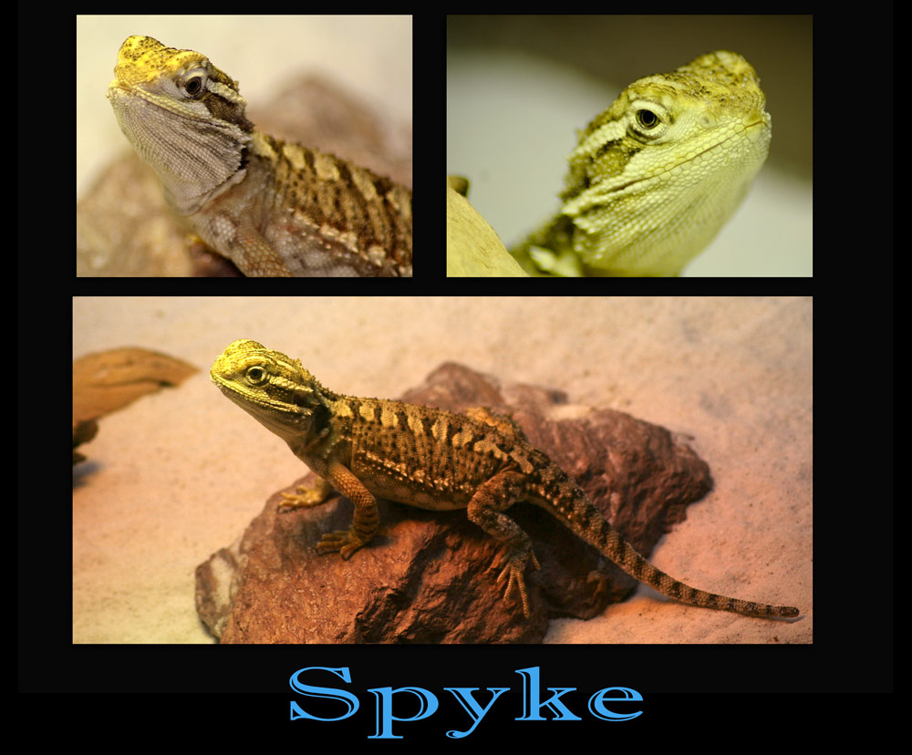 SPYKE