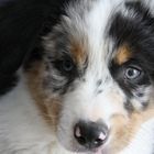 Spyke, Australian Shepherd