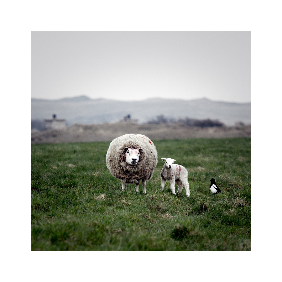 Sqare Sheep Family