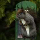 sqirrel in Innsbruck