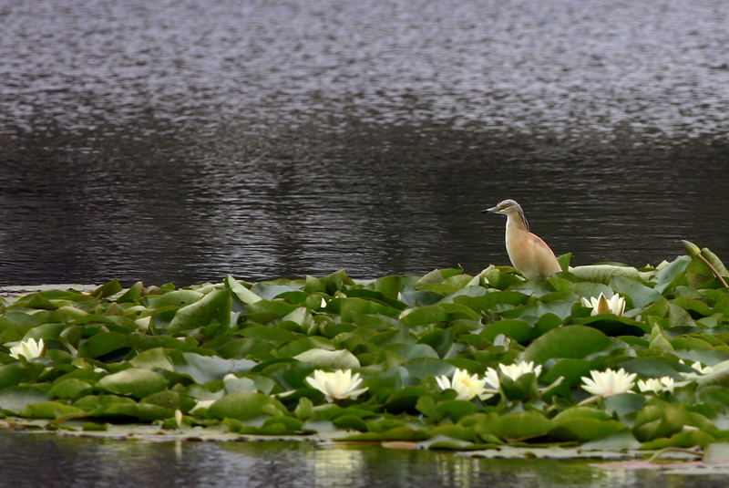 Squacco Heron