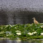 Squacco Heron