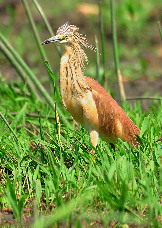 Squacco Heron