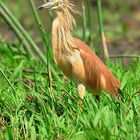 Squacco Heron