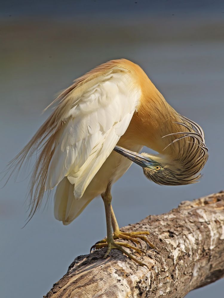 Squacco Heron