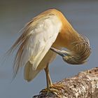 Squacco Heron