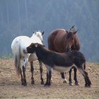 Square Dance