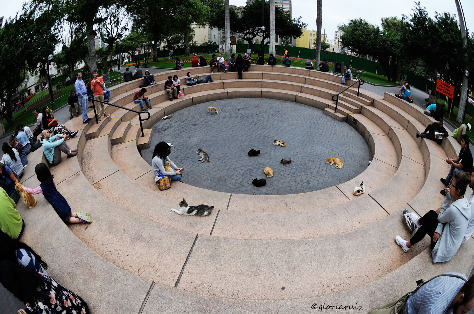 "Square June 7", worship cats Lima Miraflores