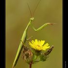 Square Root Of Dried-up Flower