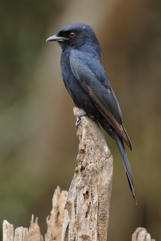 Square-Tailed Drongo