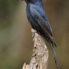 Square-Tailed Drongo