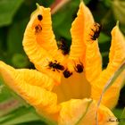 Squash flower delight.