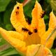 Squash flower delight.