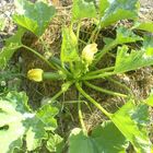 squash from my litle land garden