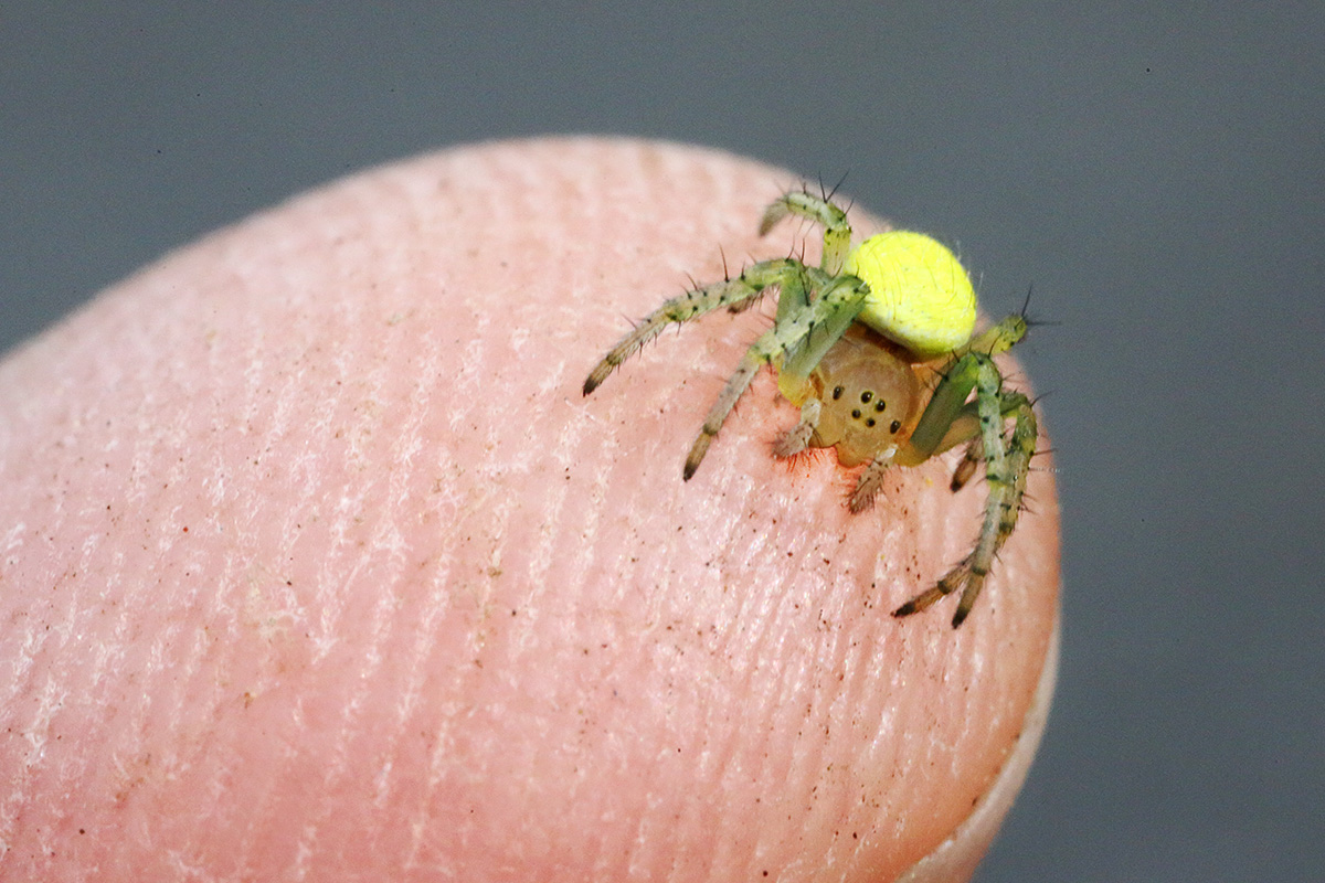 Squash Spider (Araniella cucurbitina) (1)