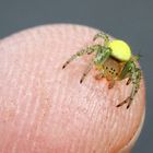 Squash Spider (Araniella cucurbitina) (1)