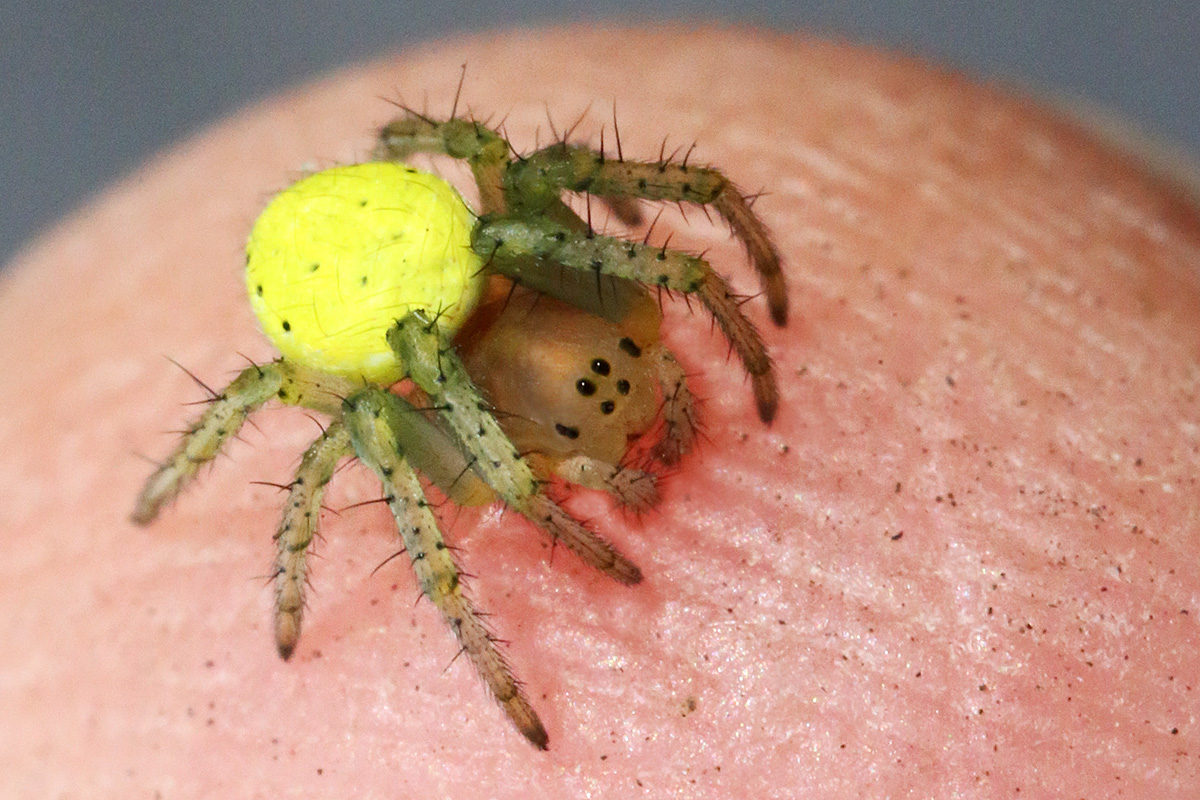 Squash Spider (Araniella cucurbitina) (2)