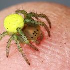 Squash Spider (Araniella cucurbitina) (2)