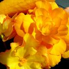 Squash with begonia blossoms