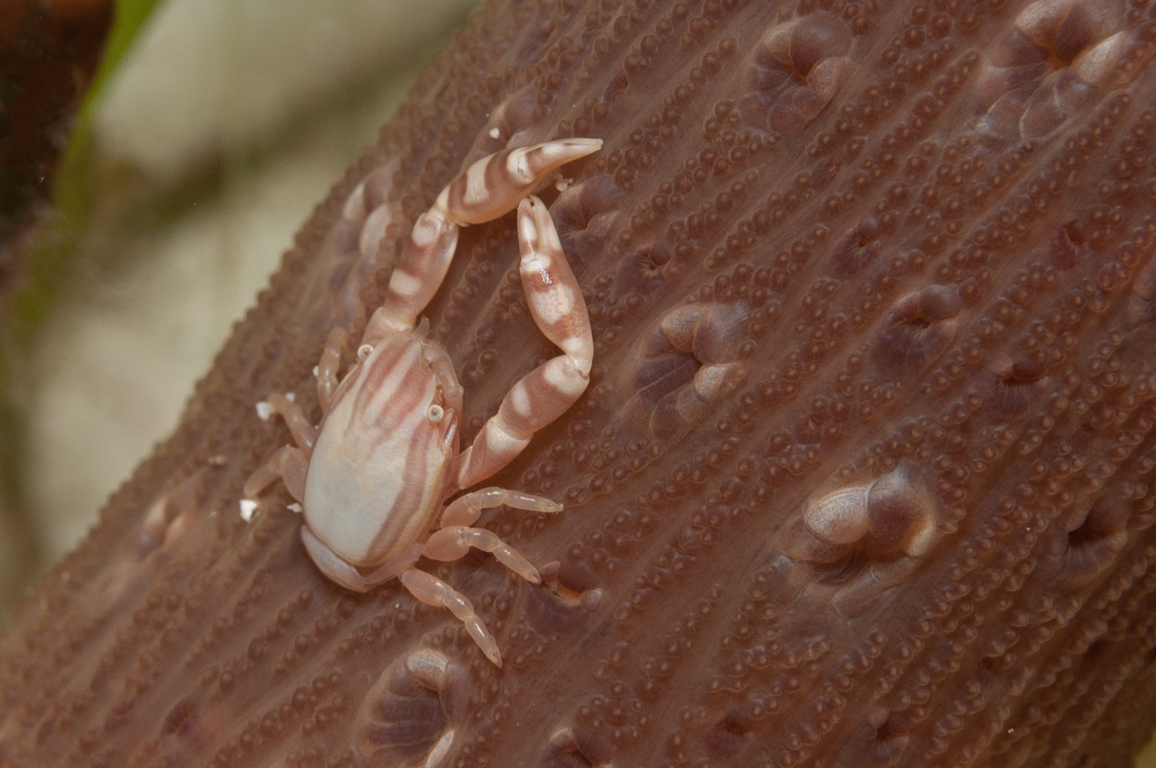 Squat Lobster