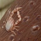 Squat Lobster