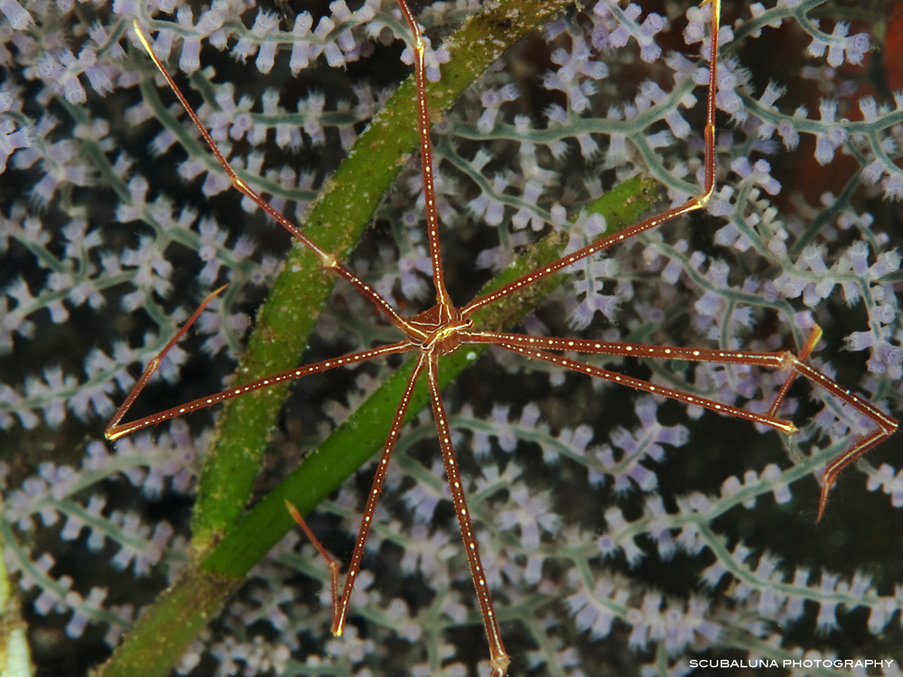 Squat Lobster (Chirostylus dolichopus)