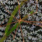 Squat Lobster (Chirostylus dolichopus)