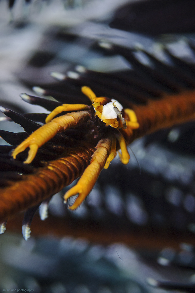 Squat Lobster / Federstern-Springkrebs