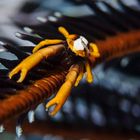 Squat Lobster / Federstern-Springkrebs