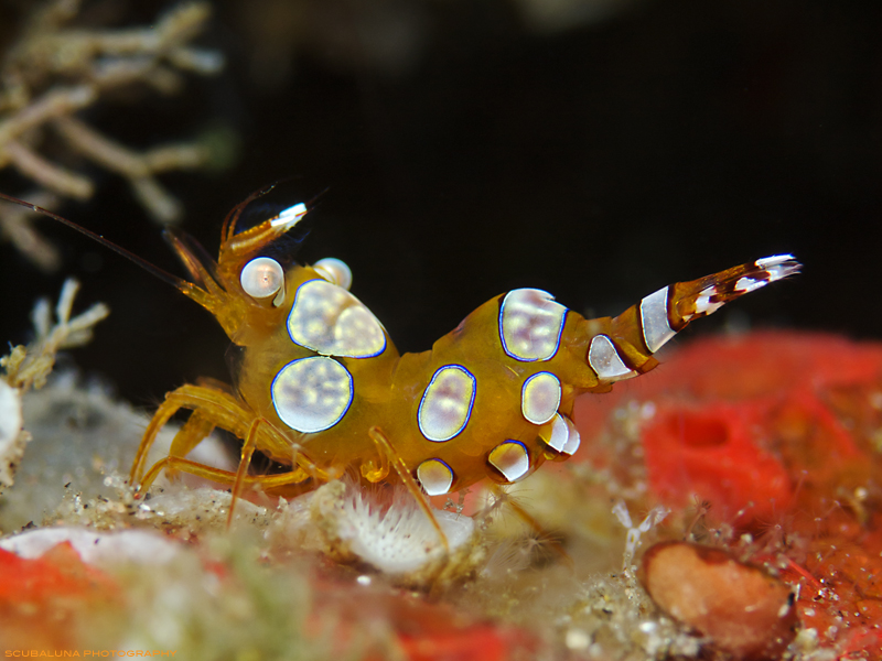 Squat Shrimp