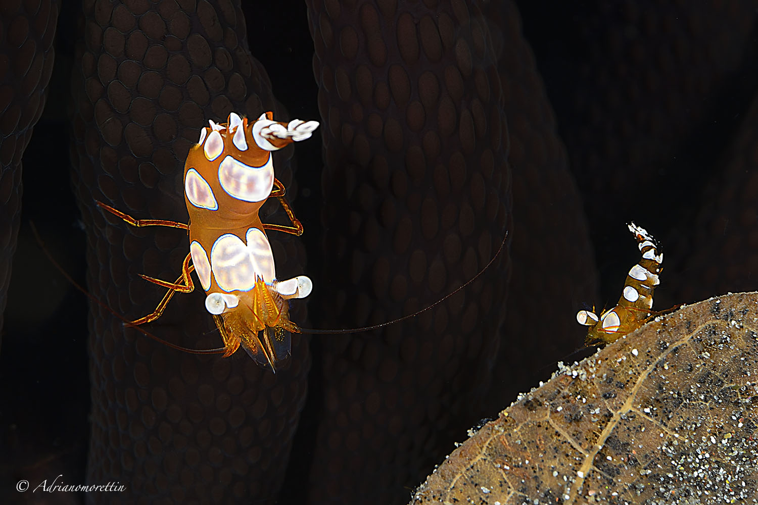 Squat shrimps