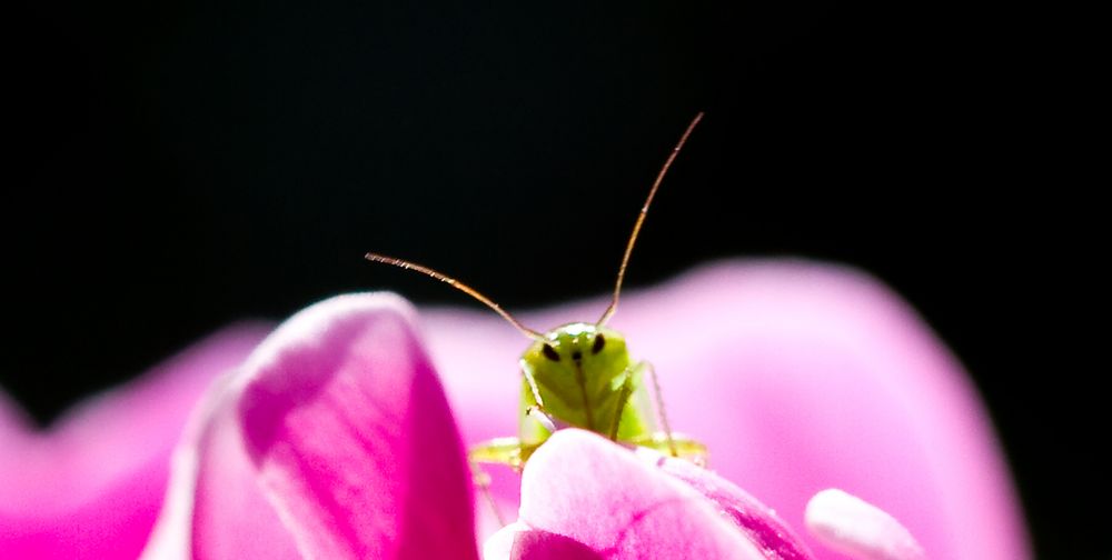 squatter 2 dans mon pivoine