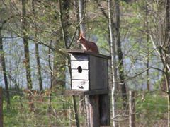 SQUATTER - der "Hausbesetzer"