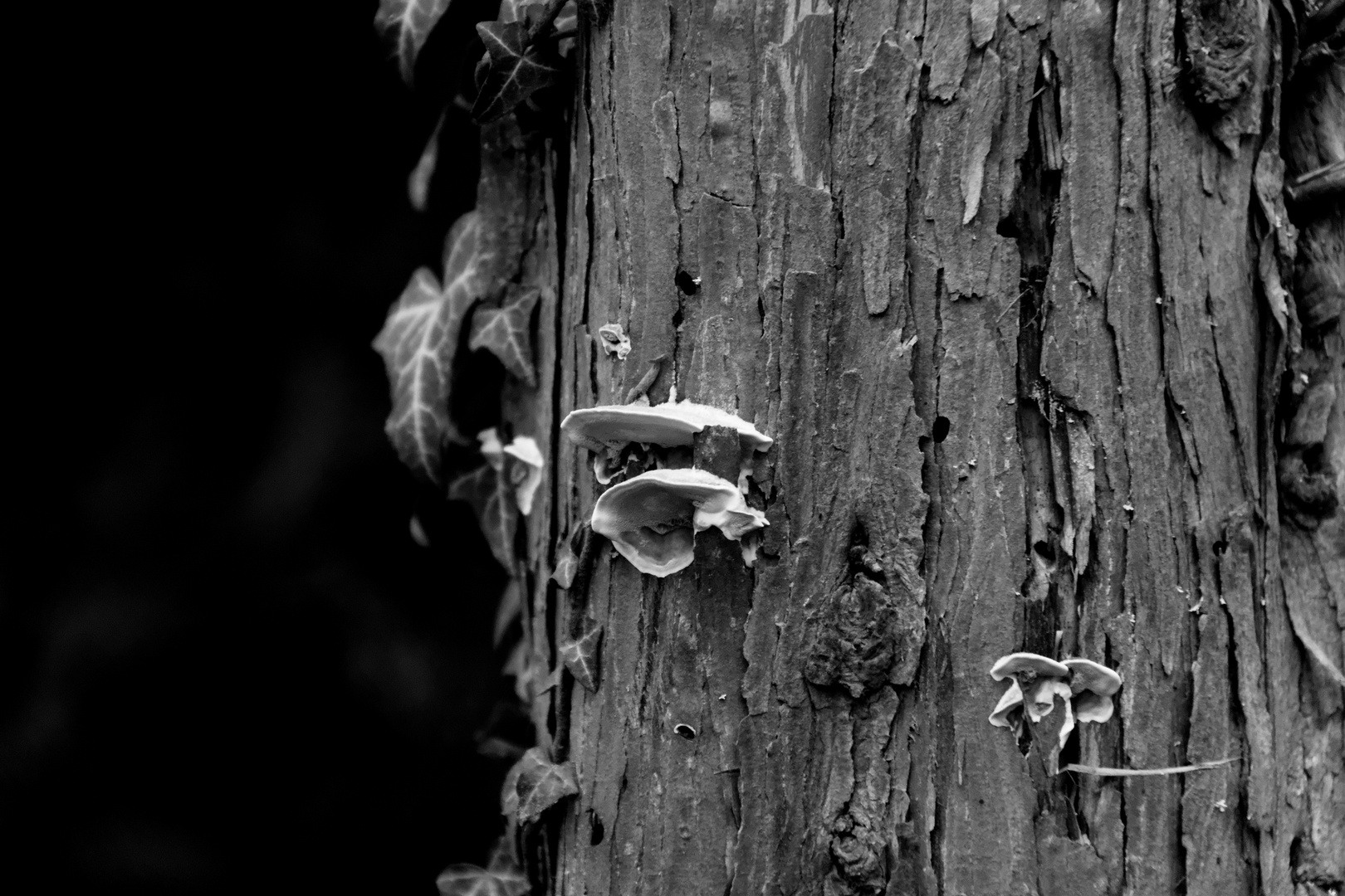 Squatteurs en arbre