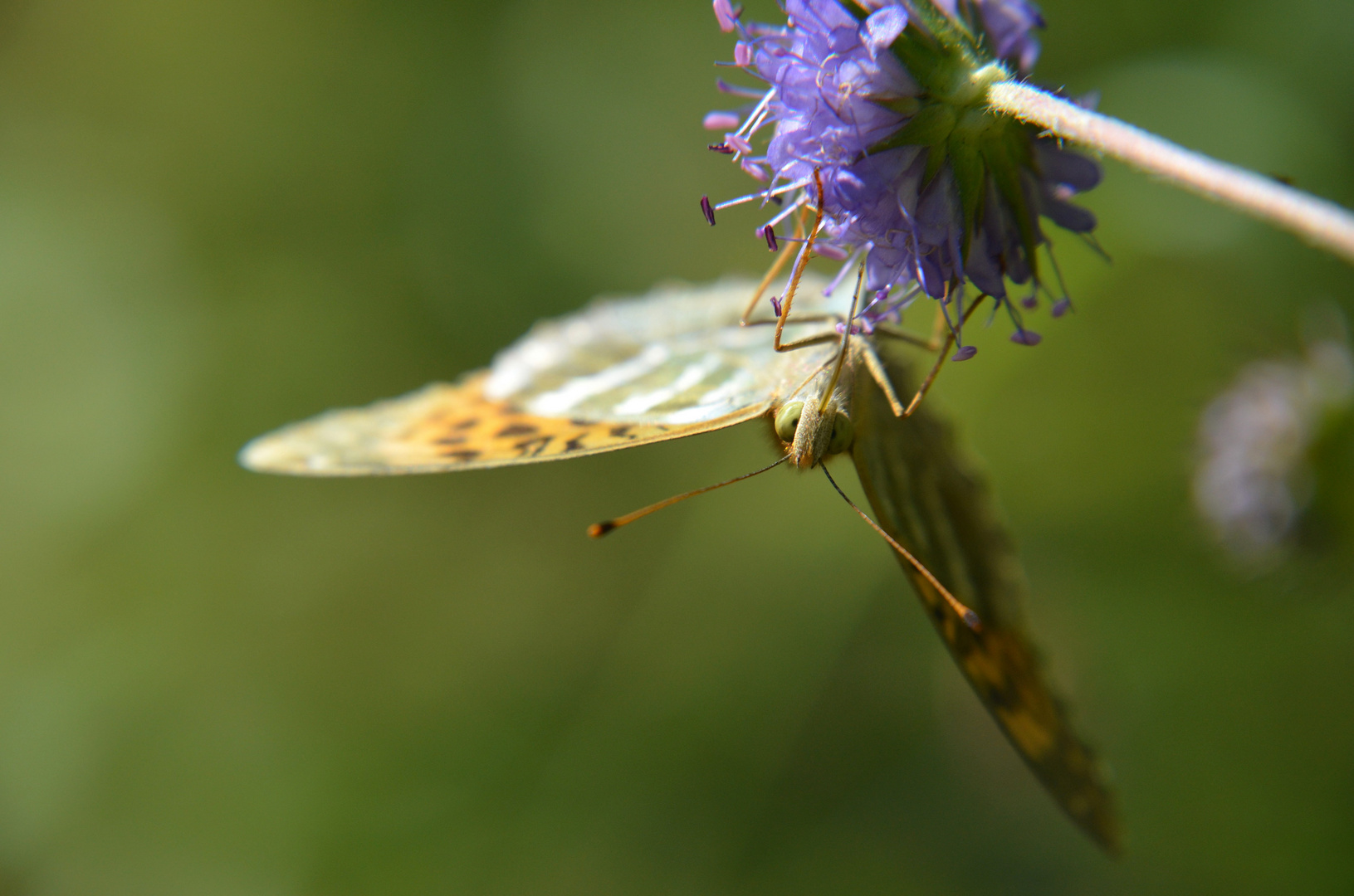 Squint-Eyed Emperor --- Argynnis paphia L.