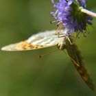 Squint-Eyed Emperor --- Argynnis paphia L.